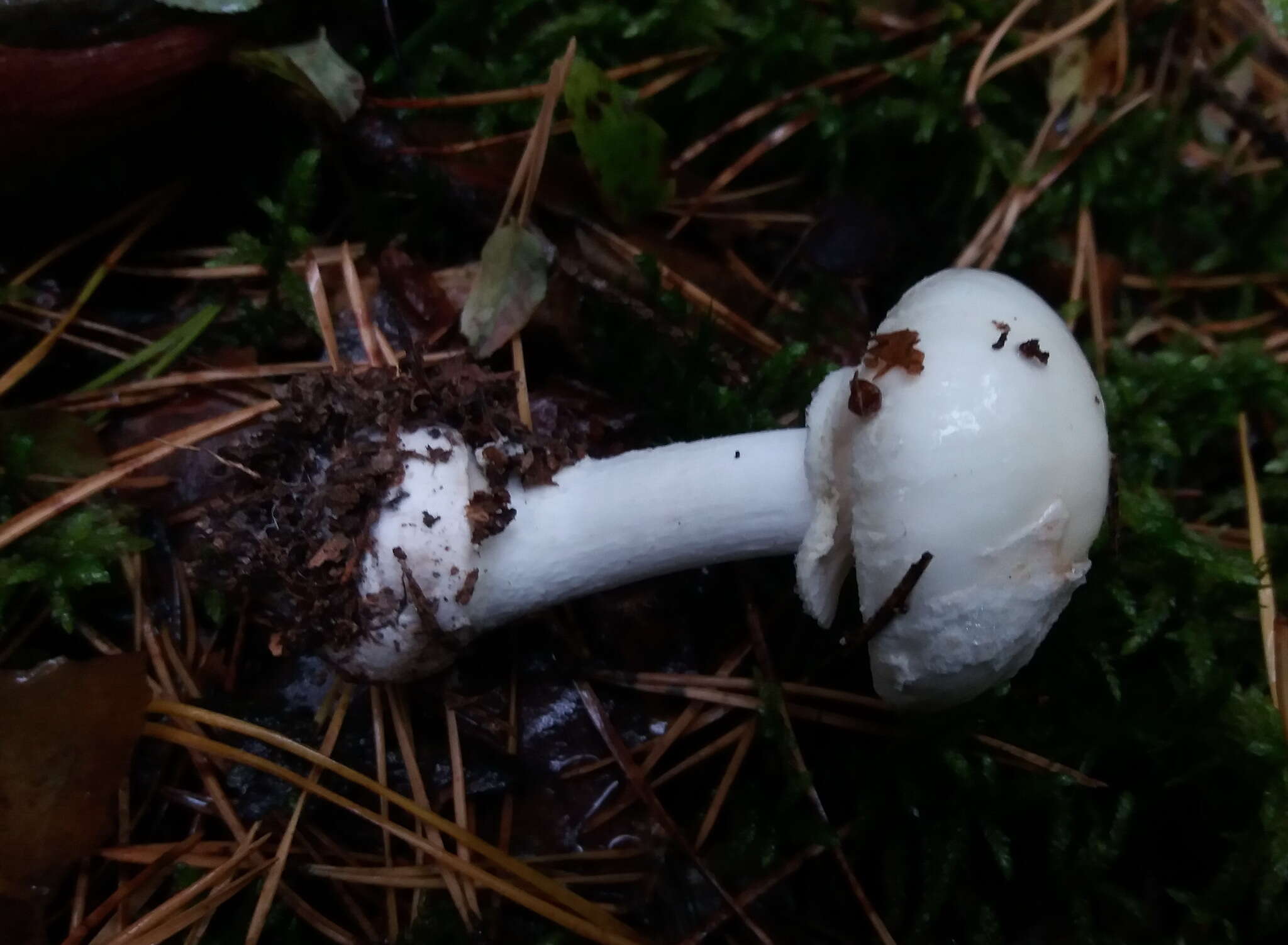 Image of Death cap