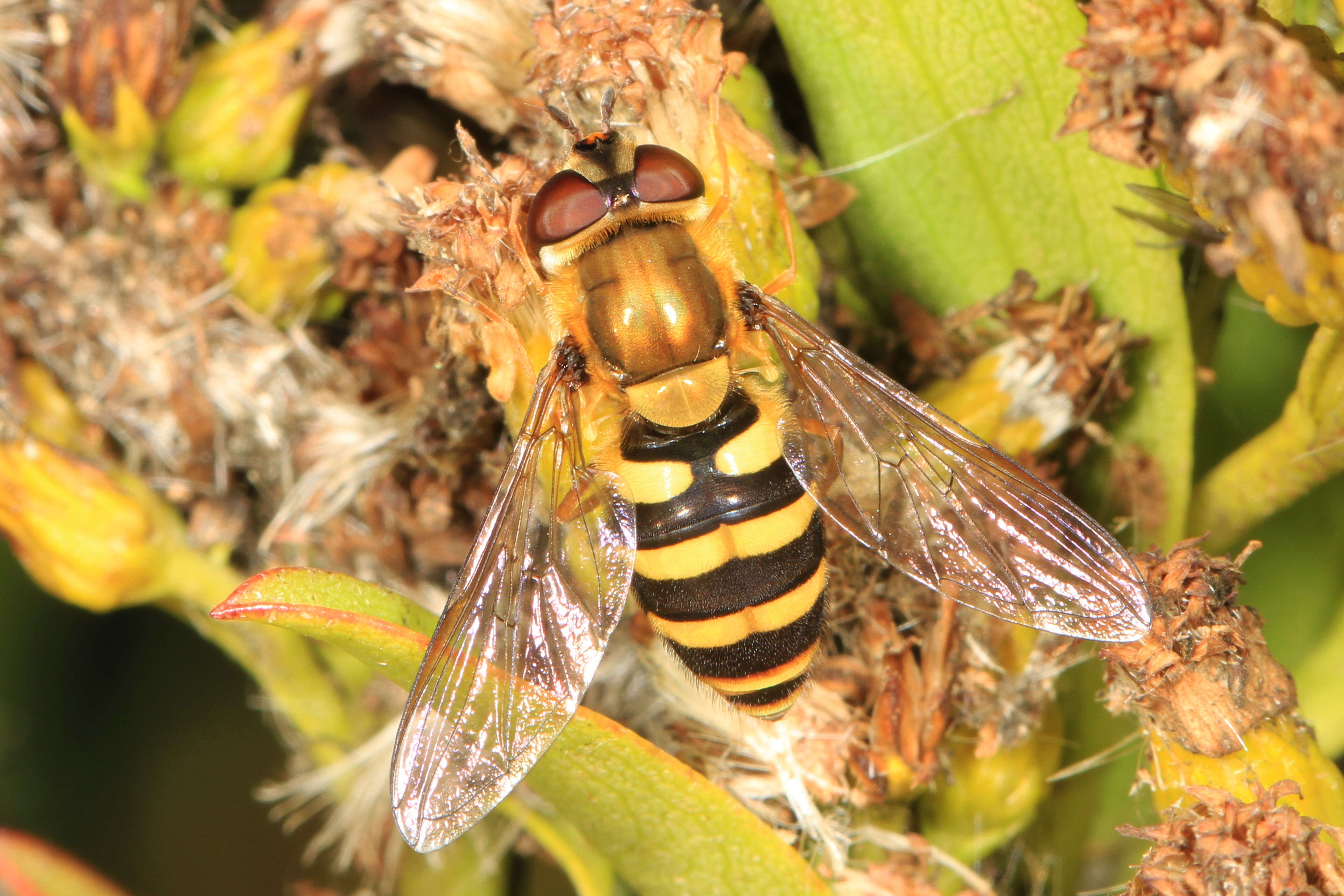 Image of Syrphus torvus Osten Sacken 1875