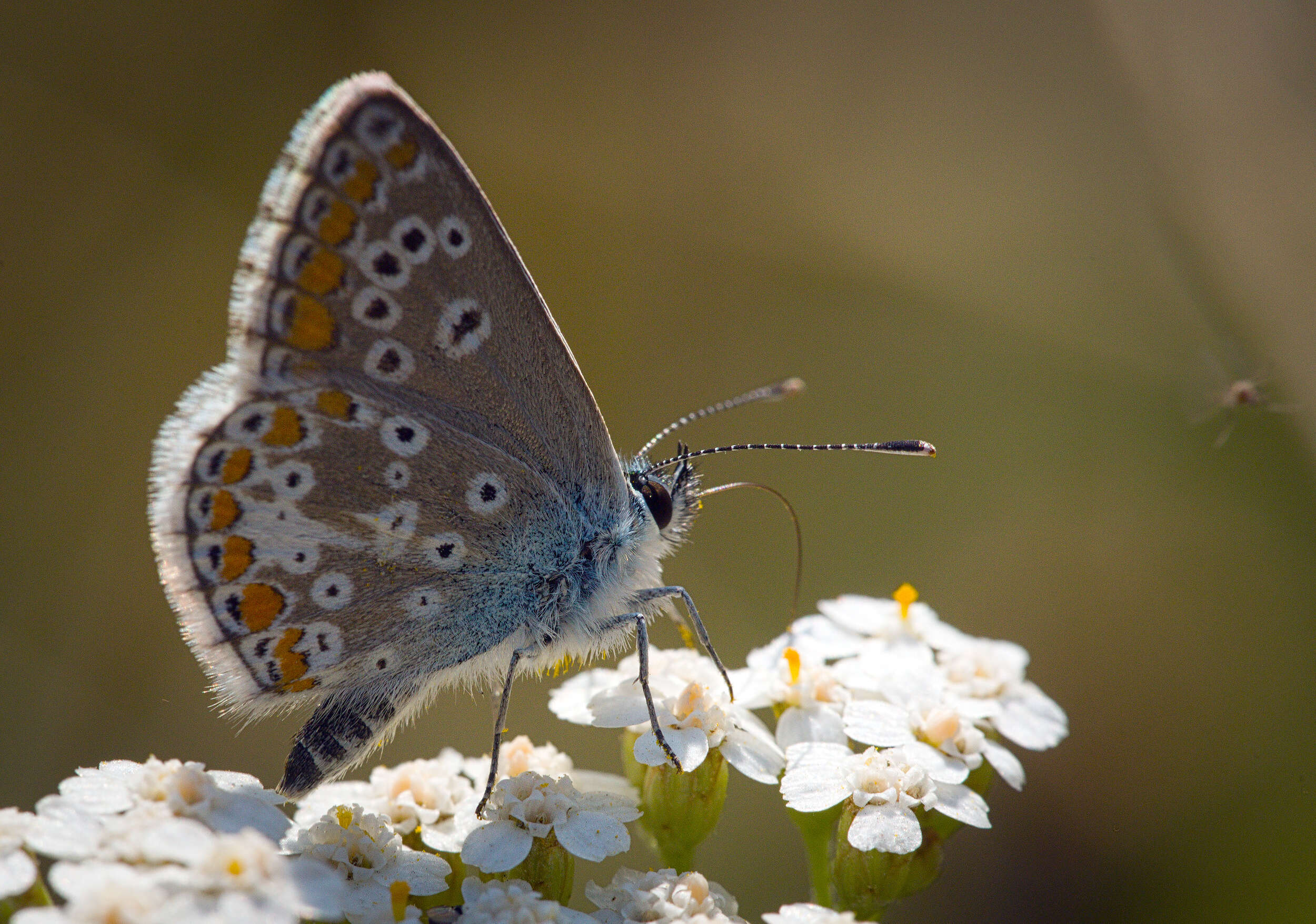 Image of brown argus