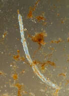 Image of sludge worms