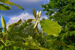 Image of Umbrella Magnolia