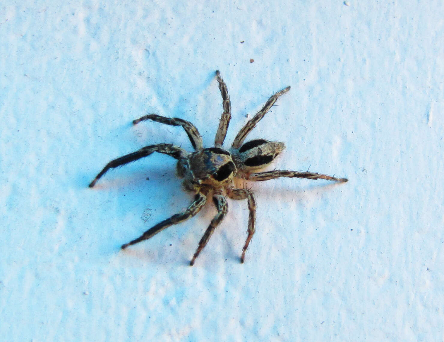 Image of Gray Wall Jumper