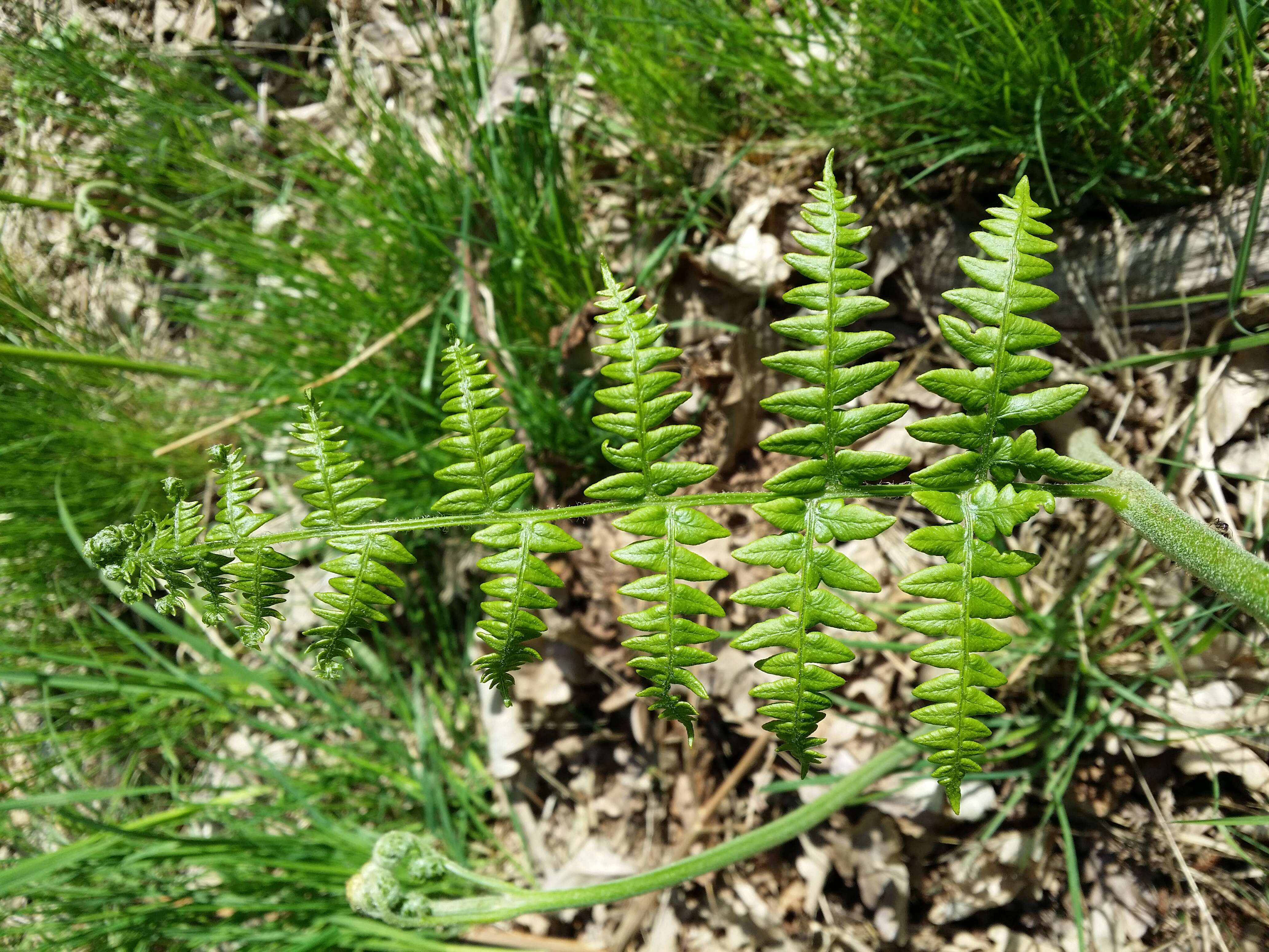 Image of Bracken