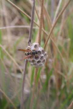 Image of Polistes bischoffi Weyrauch 1937