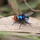 Image of Musca marginalis