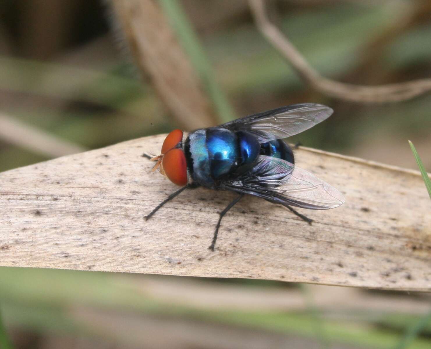 Image of Musca marginalis