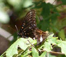 Imagem de Epargyreus clarus Cramer 1775