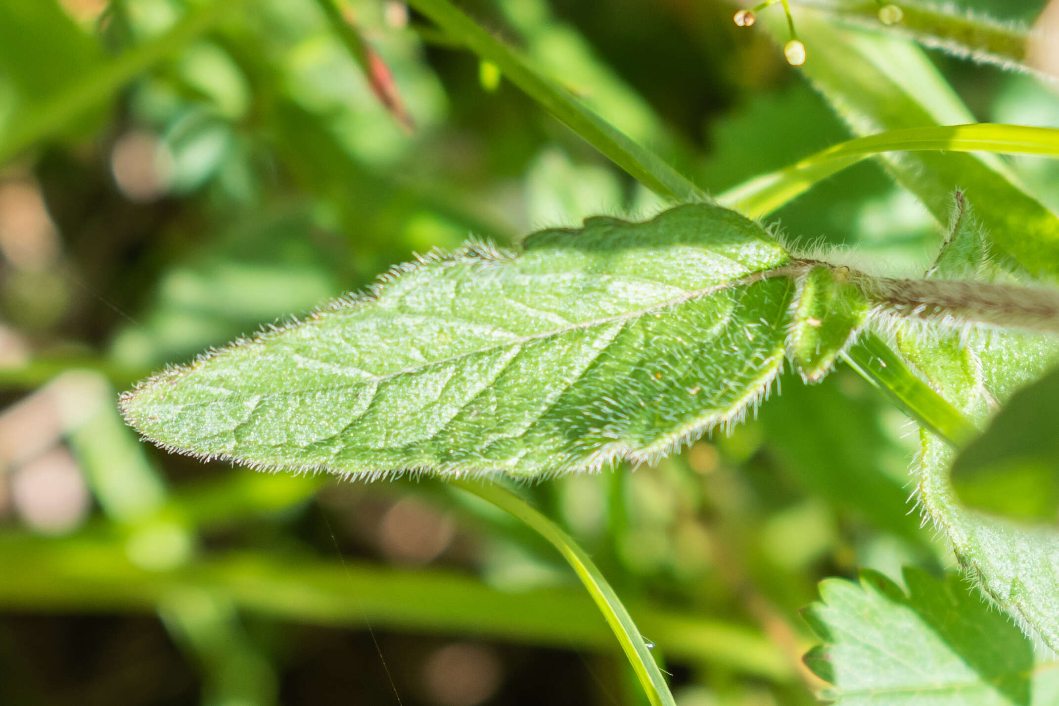 Image of wild basil