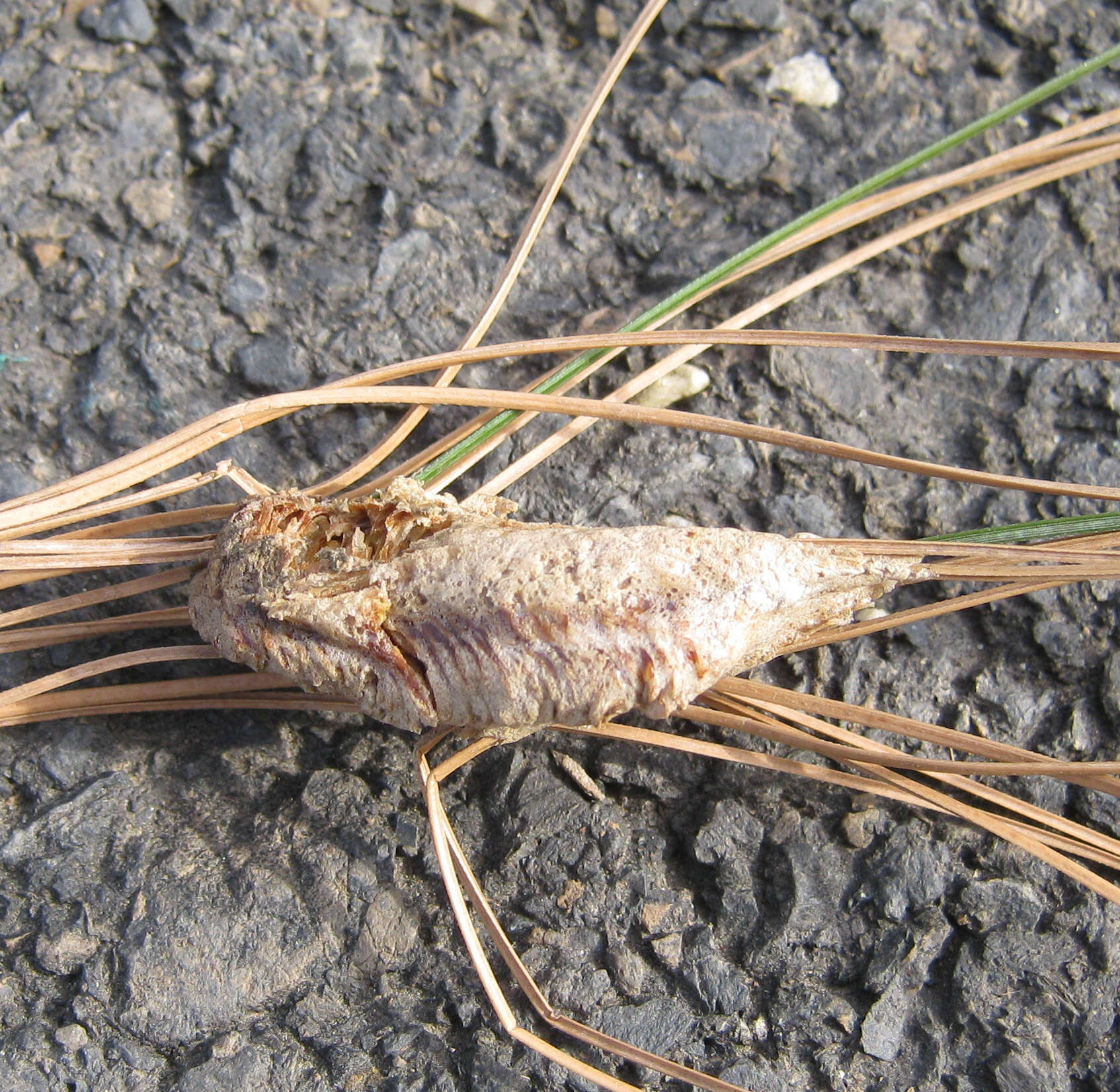 Tenodera angustipennis Saussure 1869 resmi