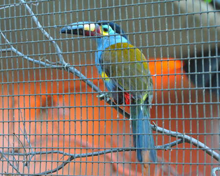 Image of Plate-billed Mountain Toucan