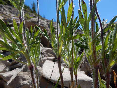 Image de Anemone multifida Poir.