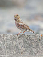 Image of Mongolian Finch