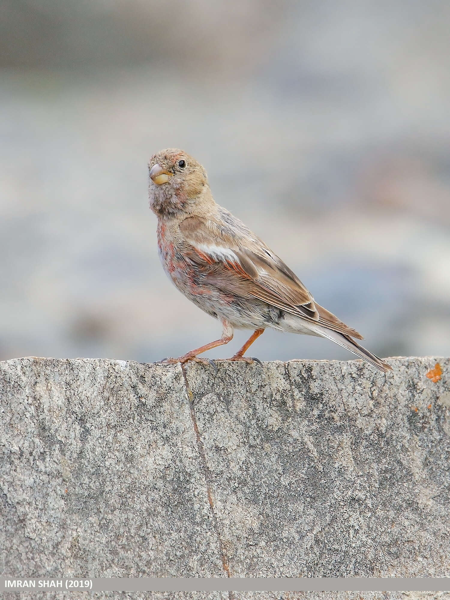 Image of Mongolian Finch