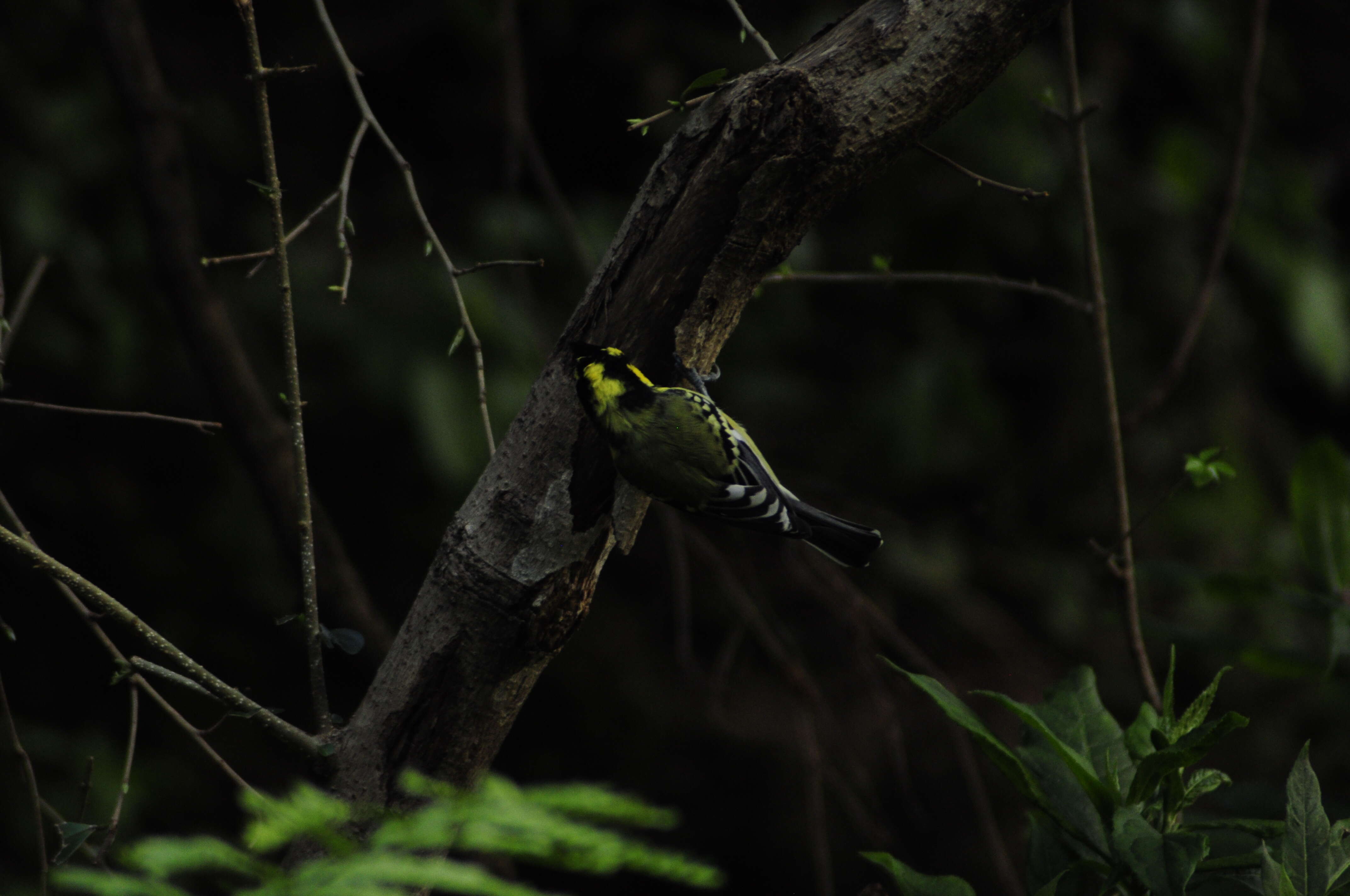 Image of Black-lored Tit