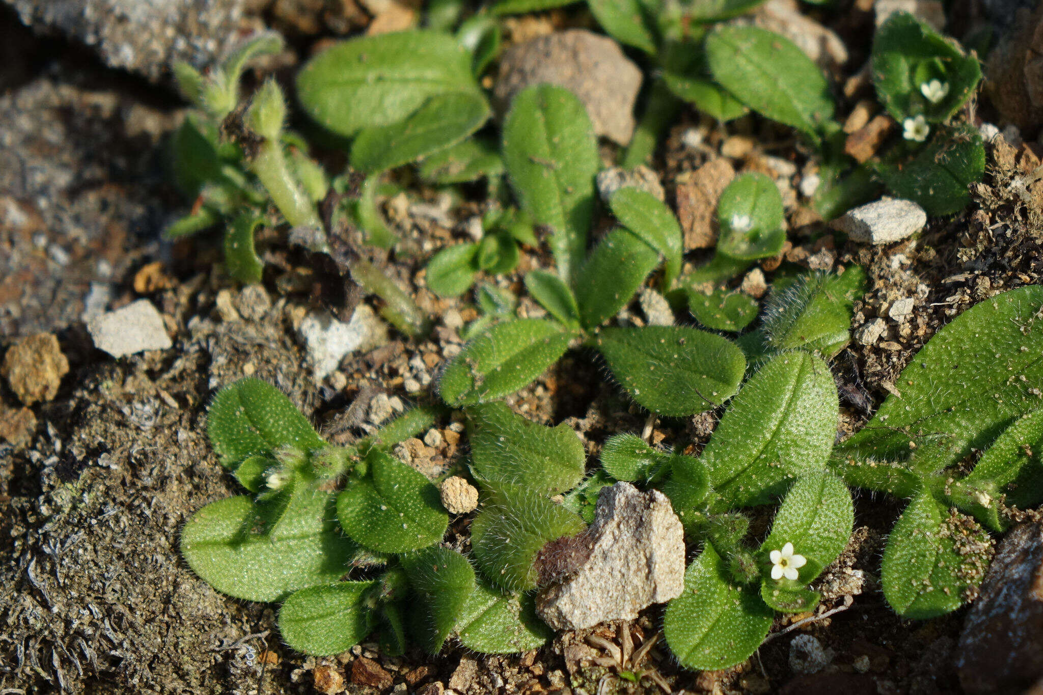 Image of Myosotis antarctica Hook. fil.