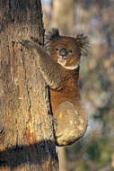 Image of koalas