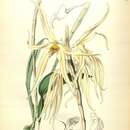 Image of Dendrobium amboinense Hook.