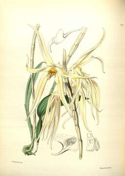 Image of Dendrobium amboinense Hook.