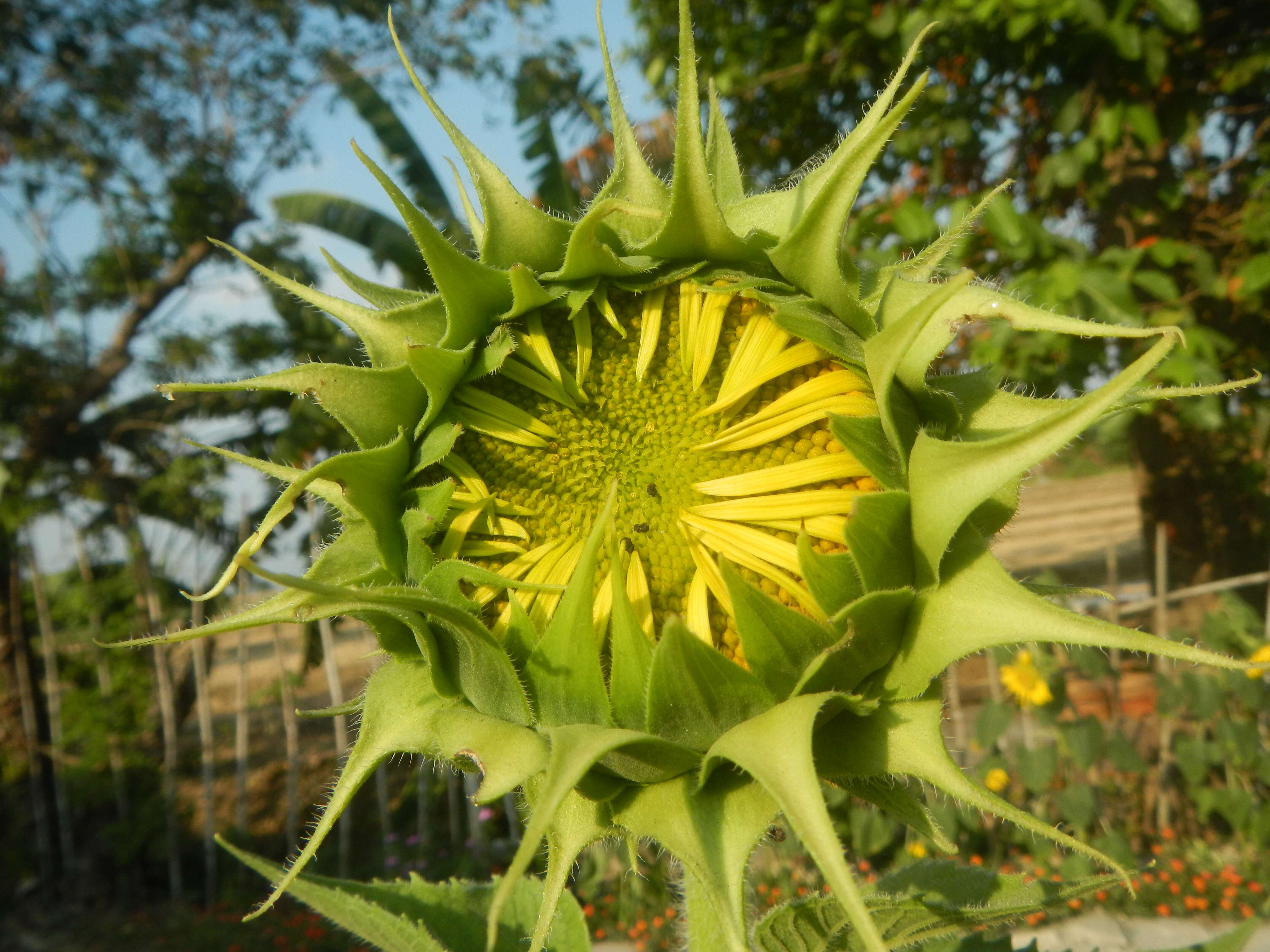 Image of common sunflower