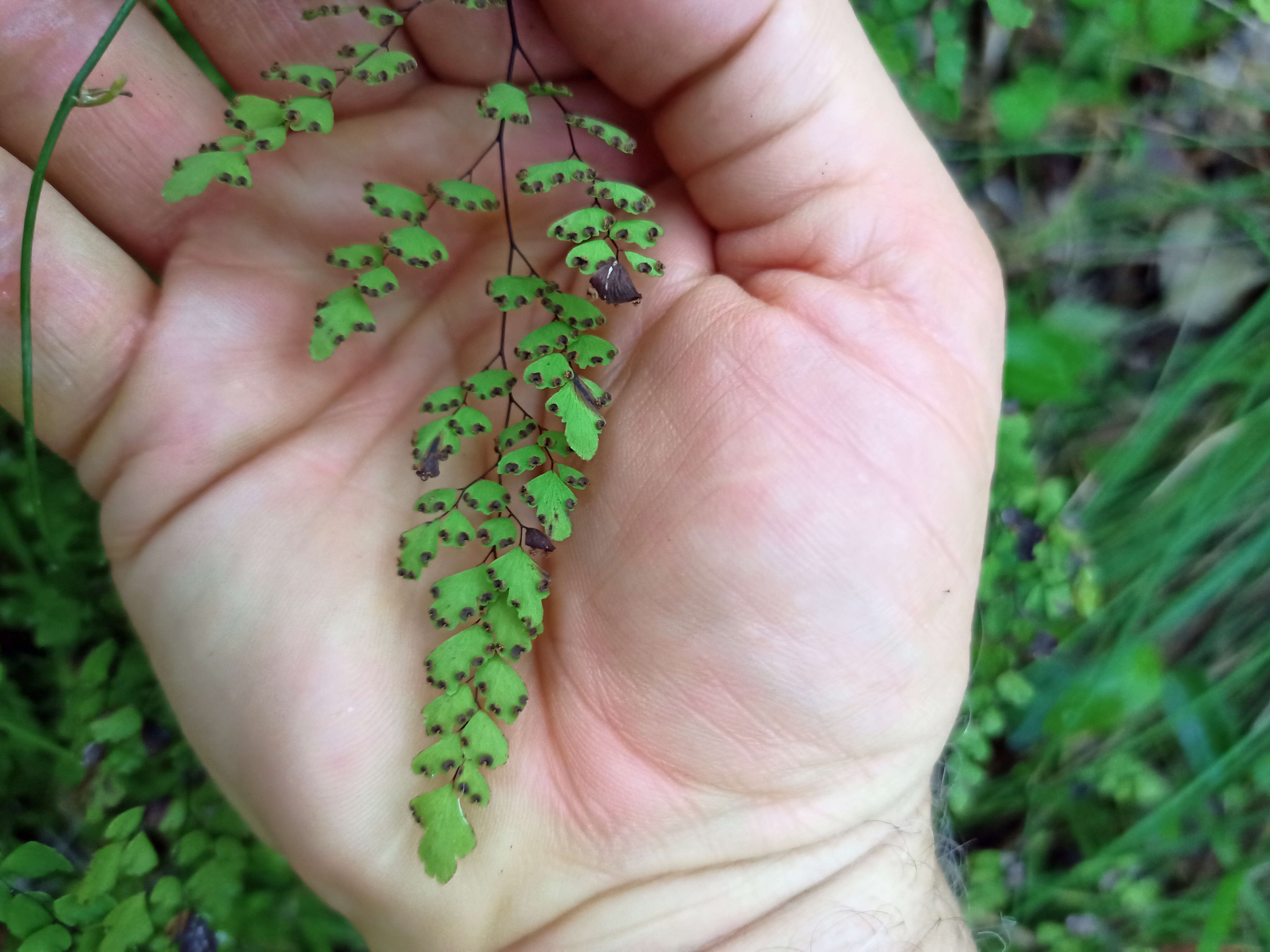 Image of Adiantum aethiopicum L.