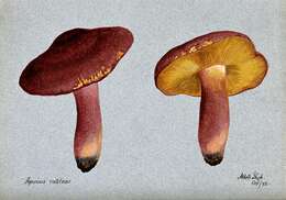 Image de Tricholome rutilans