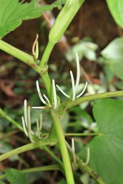 Слика од Piper umbellatum L.