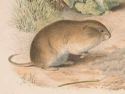 Image of Reed Vole