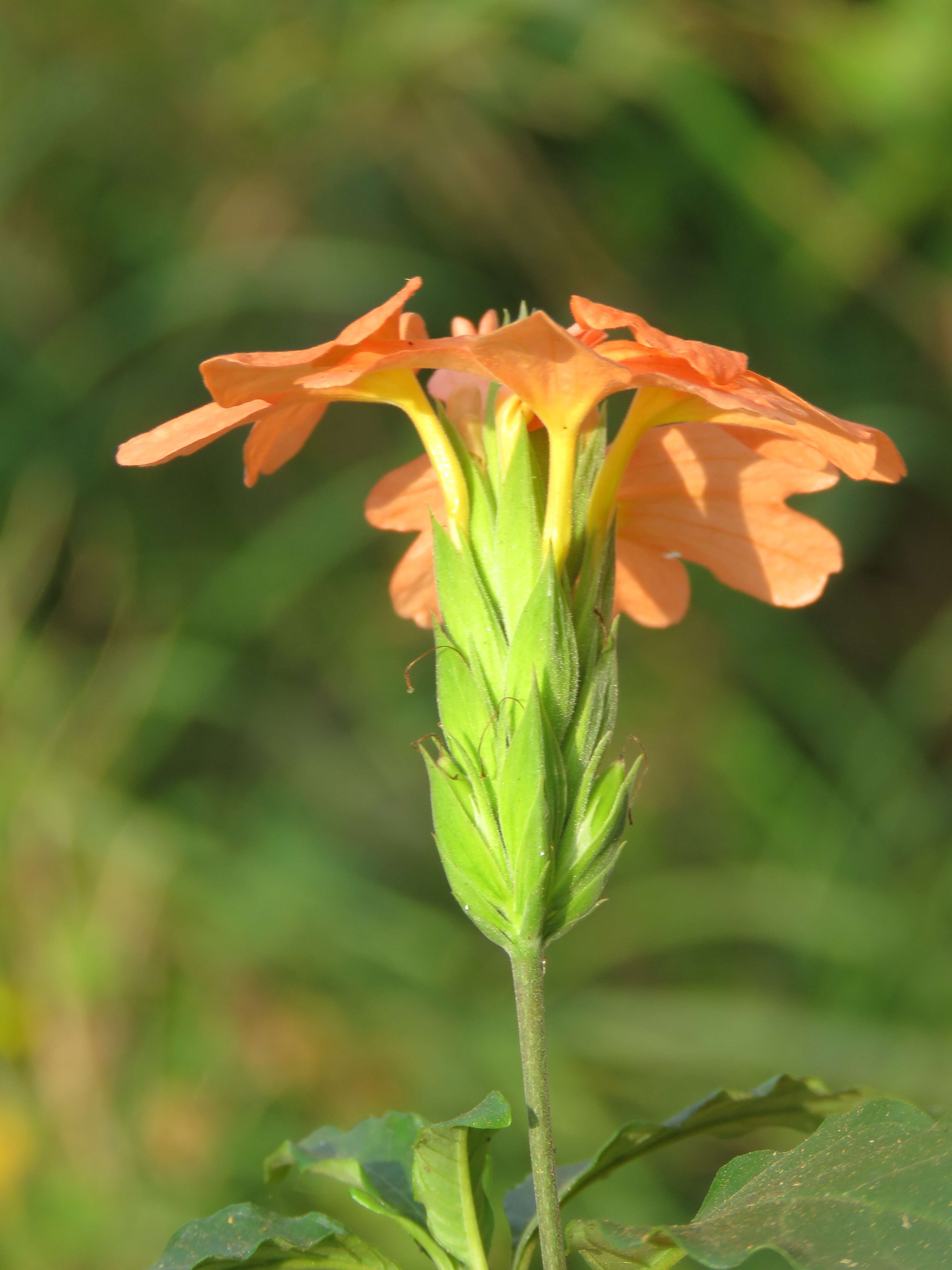 Image of Crossandra infundibuliformis (L.) Nees