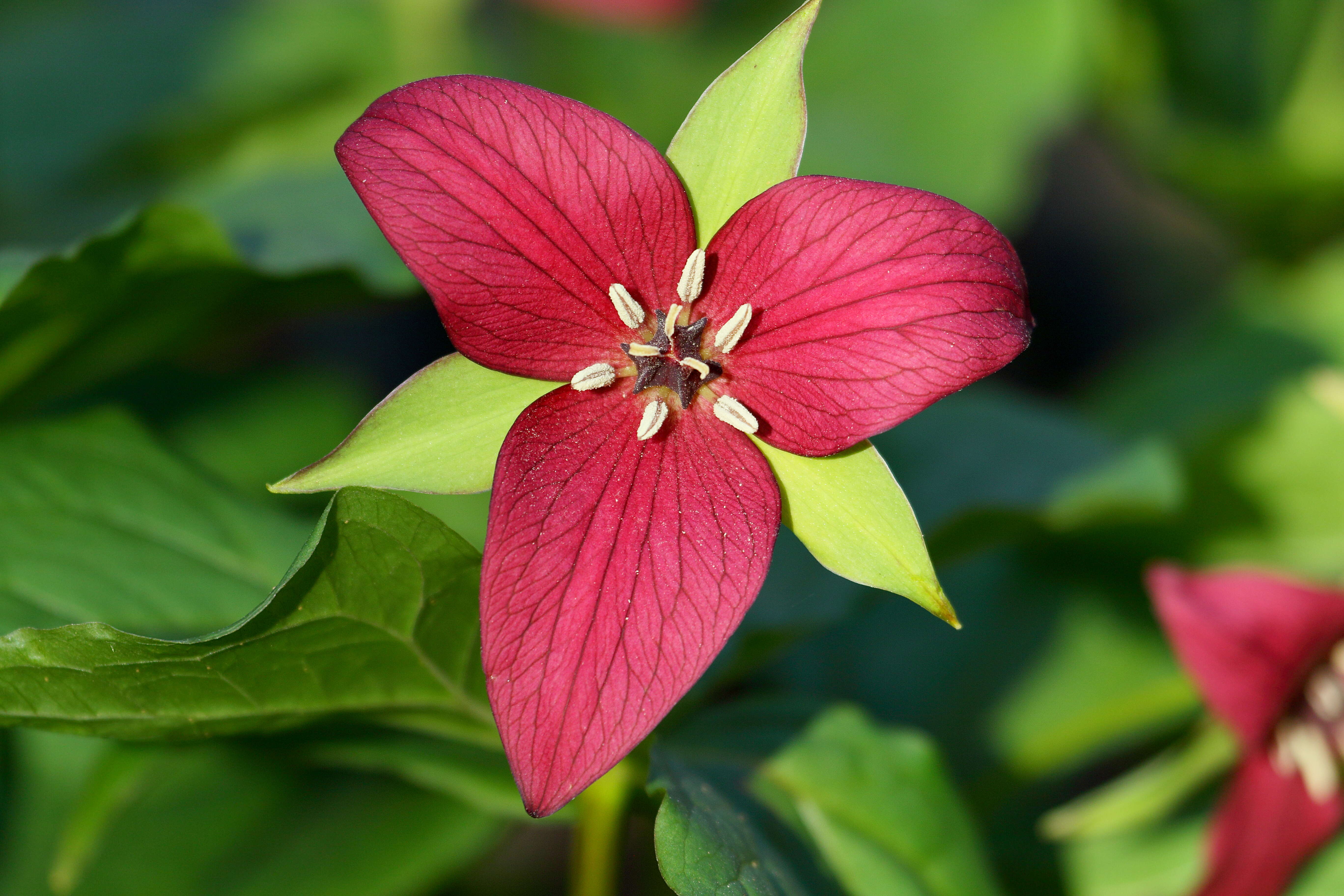 Image of red trillium