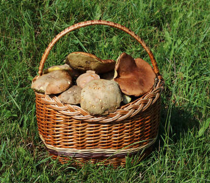 Image of Iodine bolete