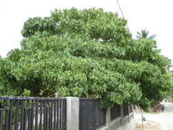 Image of parasol leaf tree