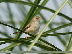 Image of Graceful Prinia