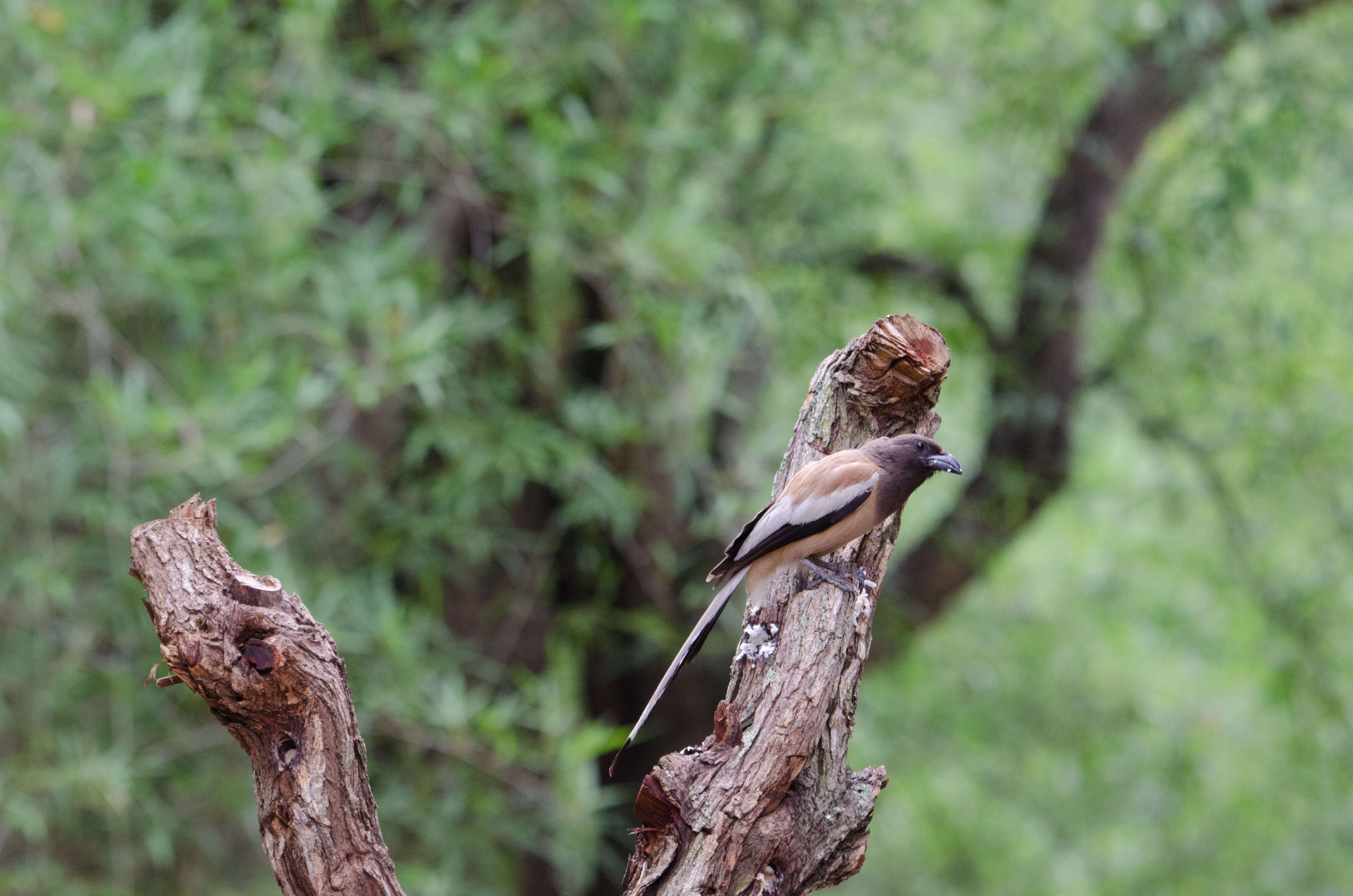 Image of Rufous Treepie