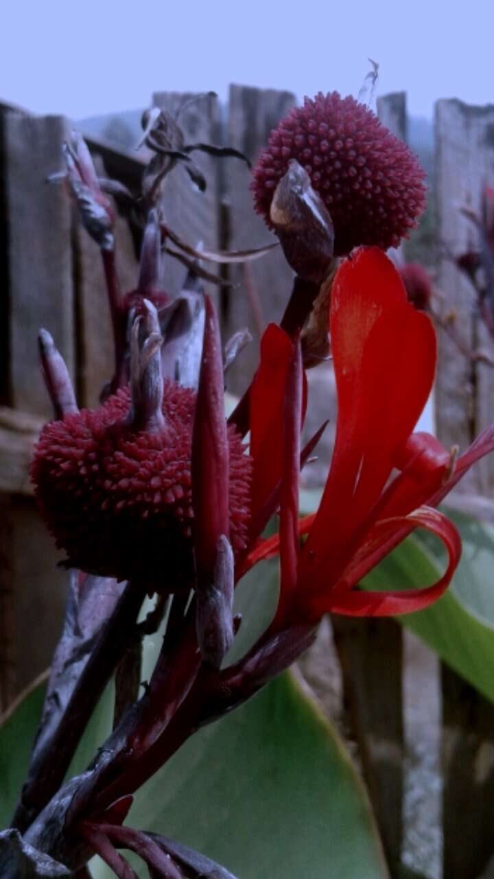 Image of canna lilies