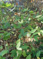 Image of western sweetshrub