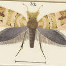 Image of Sabatinca heighwayi Philpott 1927