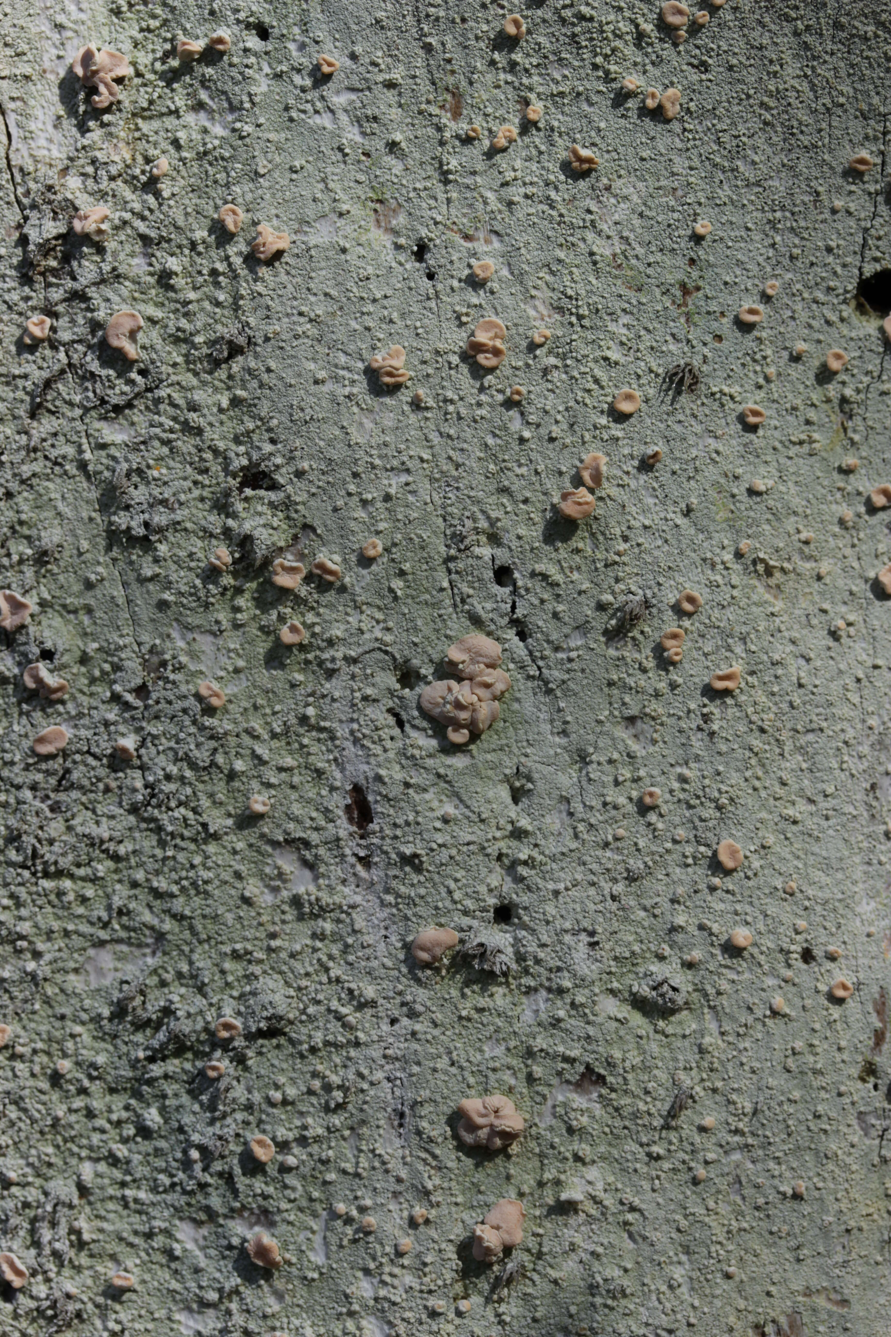 Image of peppermint drop lichen