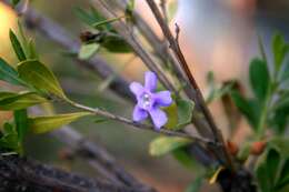 Image of Mauve freylinia