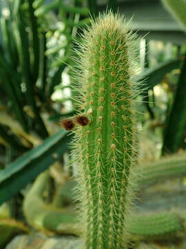 Image of Cleistocactus samaipatanus (Cárdenas) D. R. Hunt