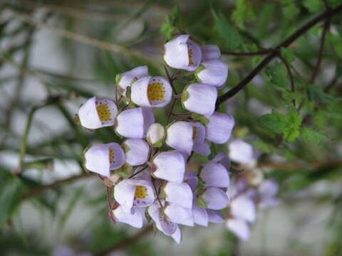 Image of Jovellana violacea (Cav.) G. Don