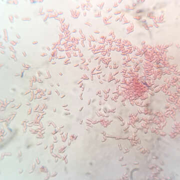 Image of Shigella