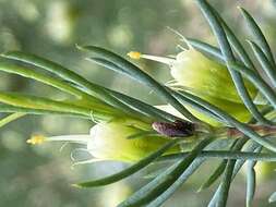 Image of Homoranthus montanus L. A. Craven & S. R. Jones