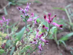 Image of Common Fumitory