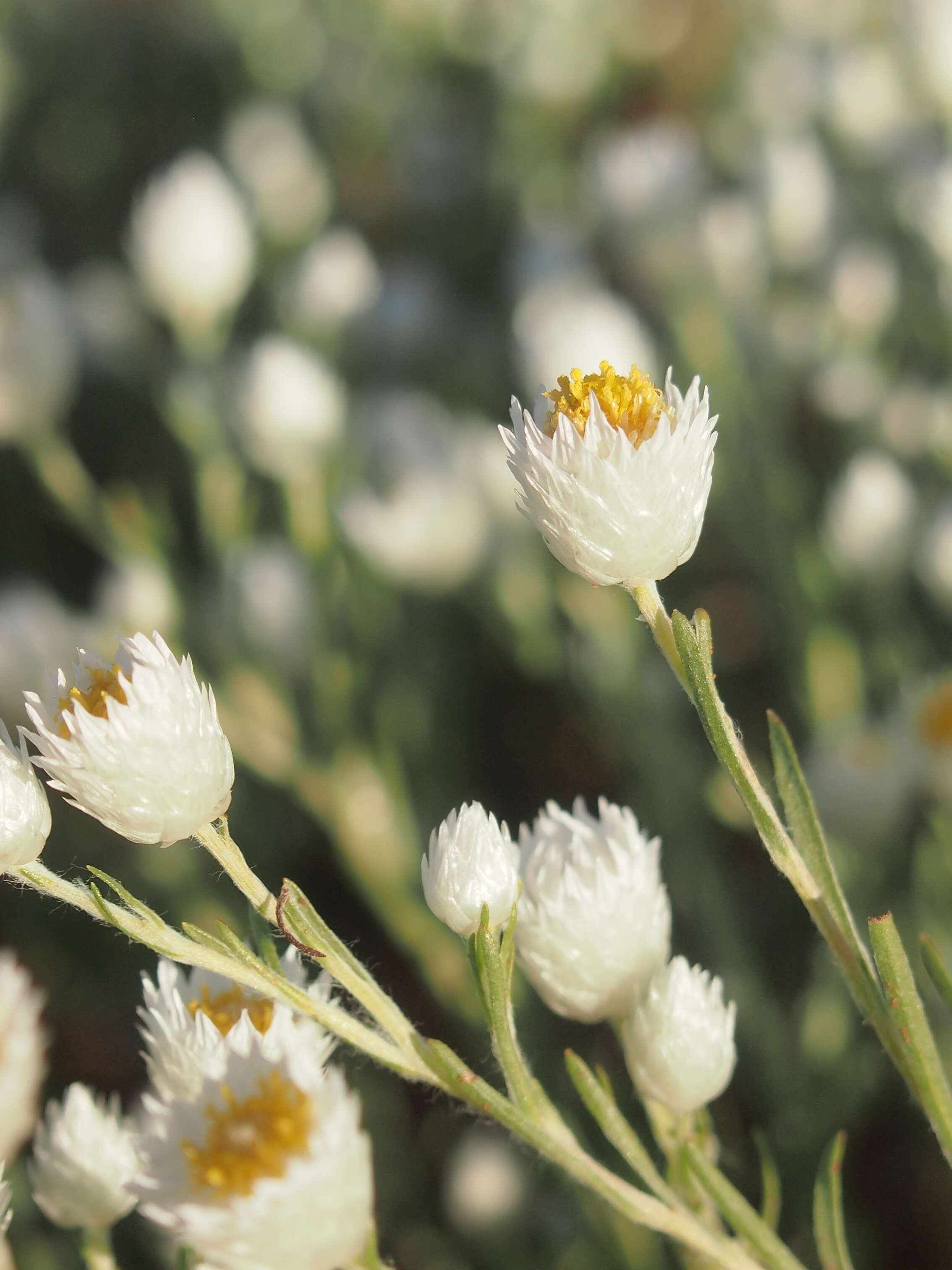 Image of Common White Sunray