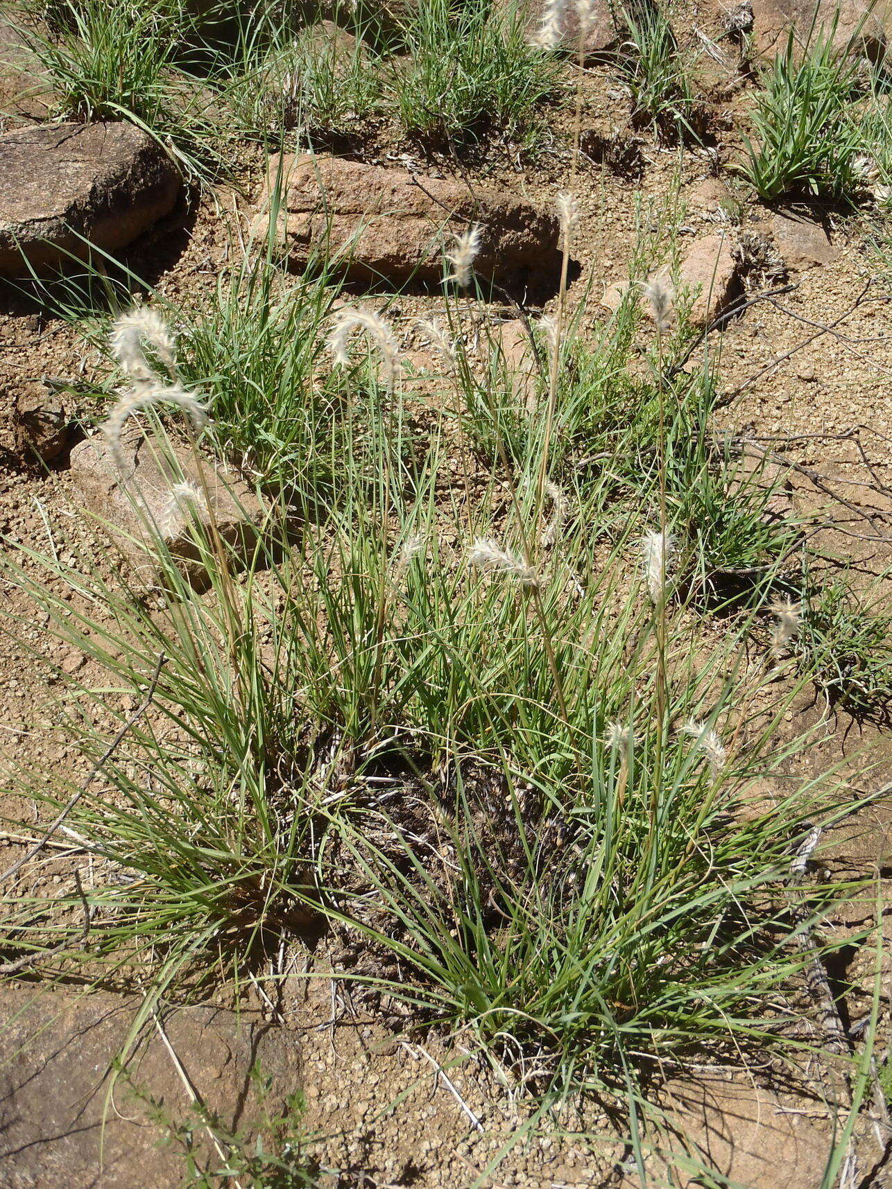 Image of balsamscale grass