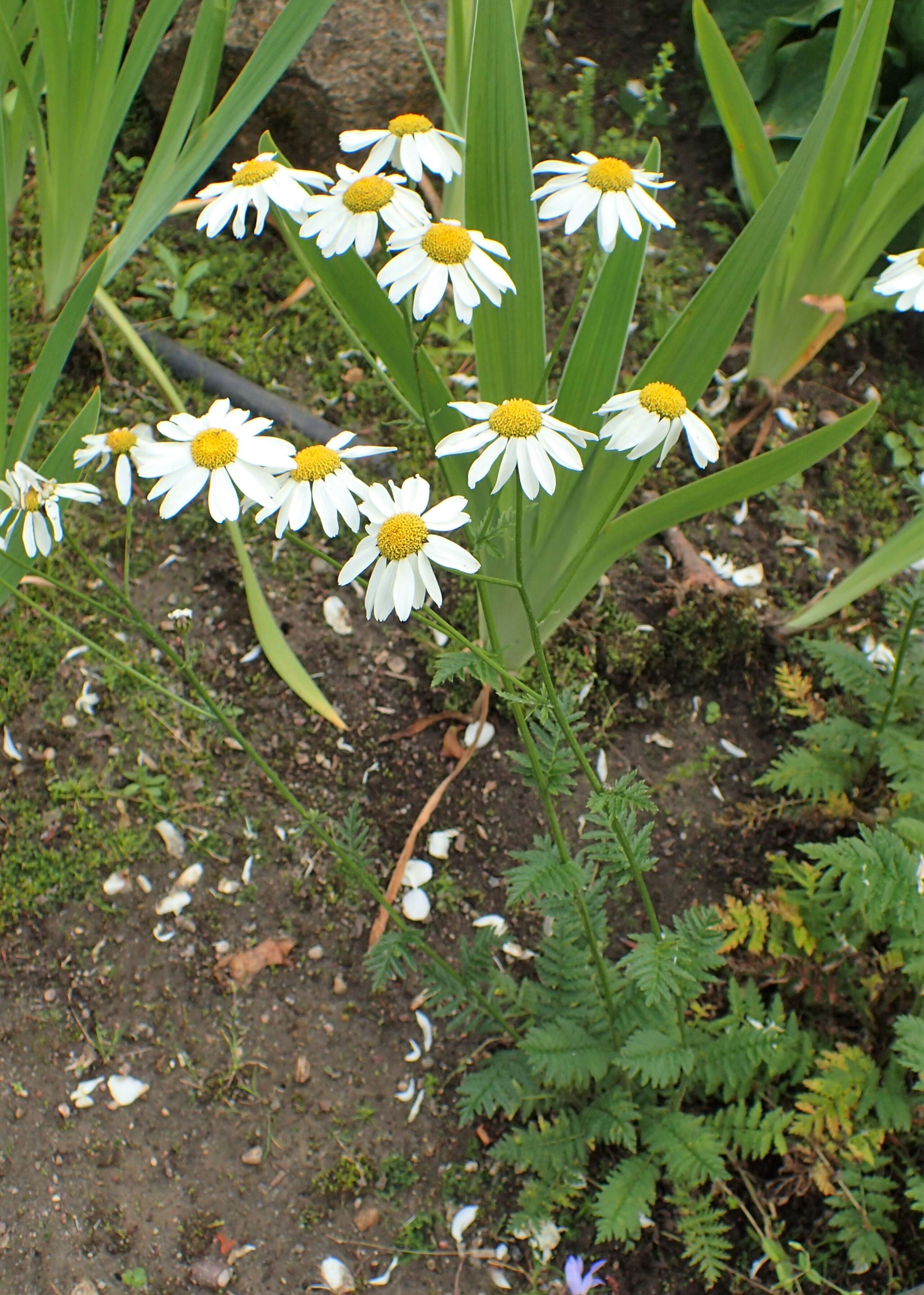 Image of corymbflower tansy