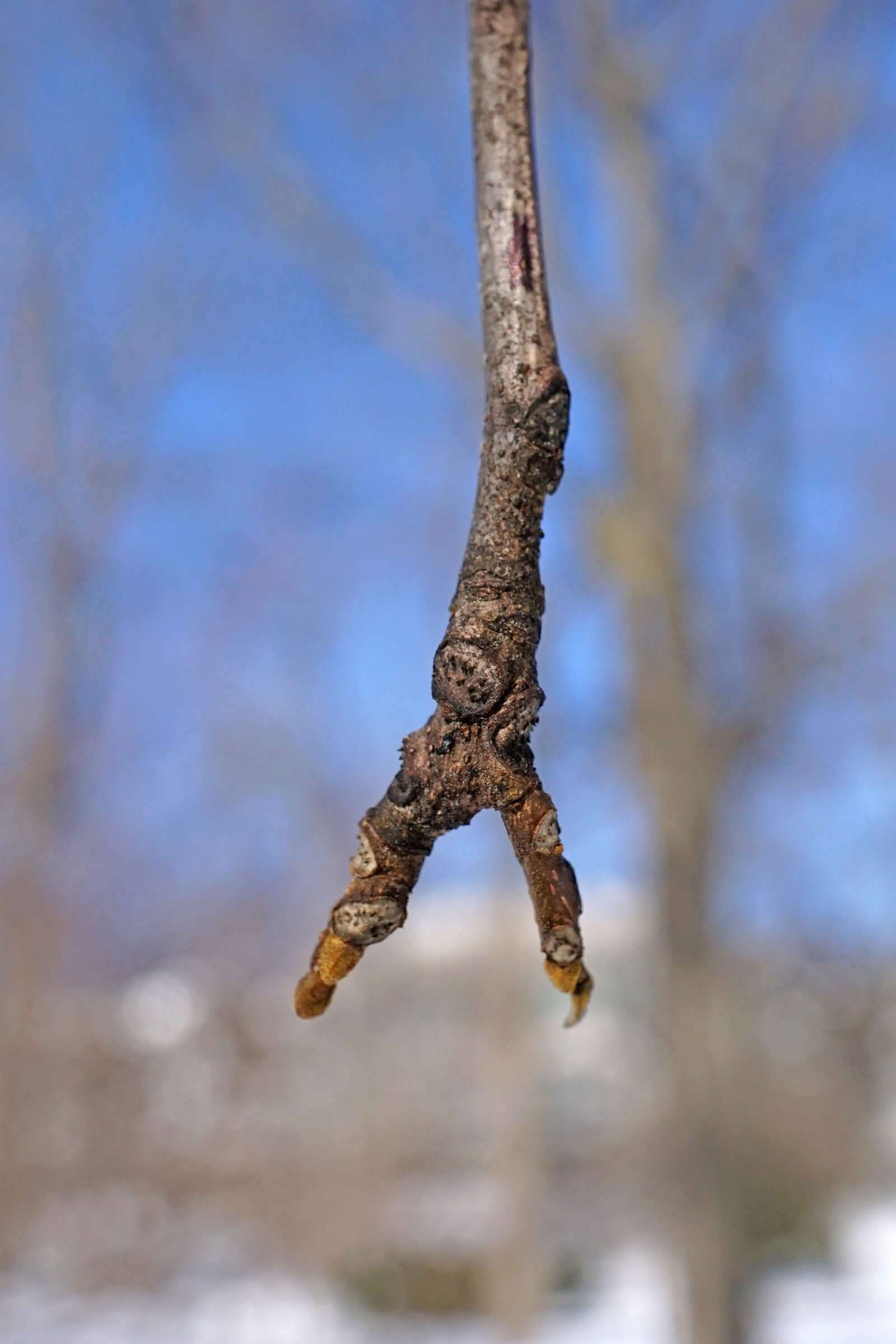 Image of bitternut hickory