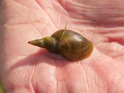 Image of Great Pond Snail