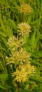 Image de Asclepias hirtella (Pennell) R. E. Woodson