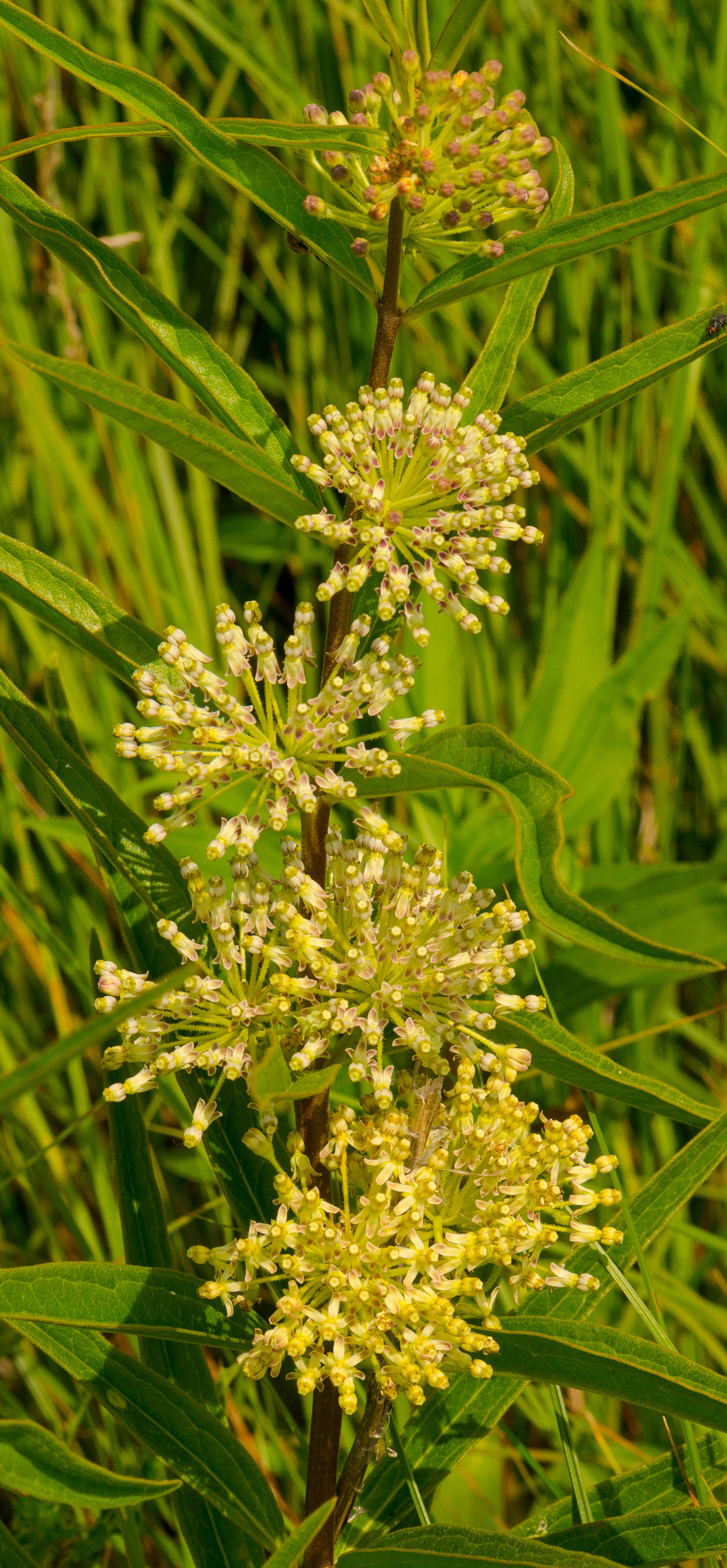 Image de Asclepias hirtella (Pennell) R. E. Woodson